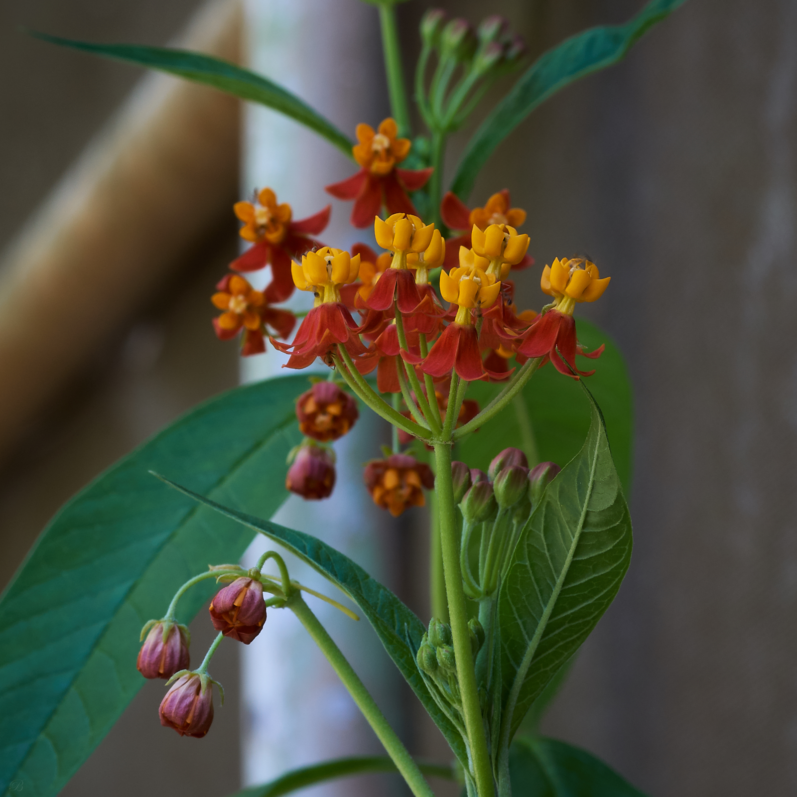 Jack's Beanstalk Got Nothing On Brian's Milkweed (almost a whimsy)