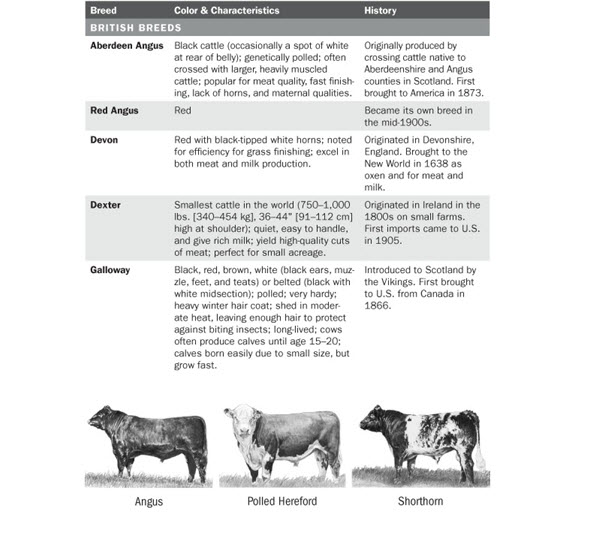 CATTLE BREEDS AND AN OVERVIEW S T R A V A G A N Z A