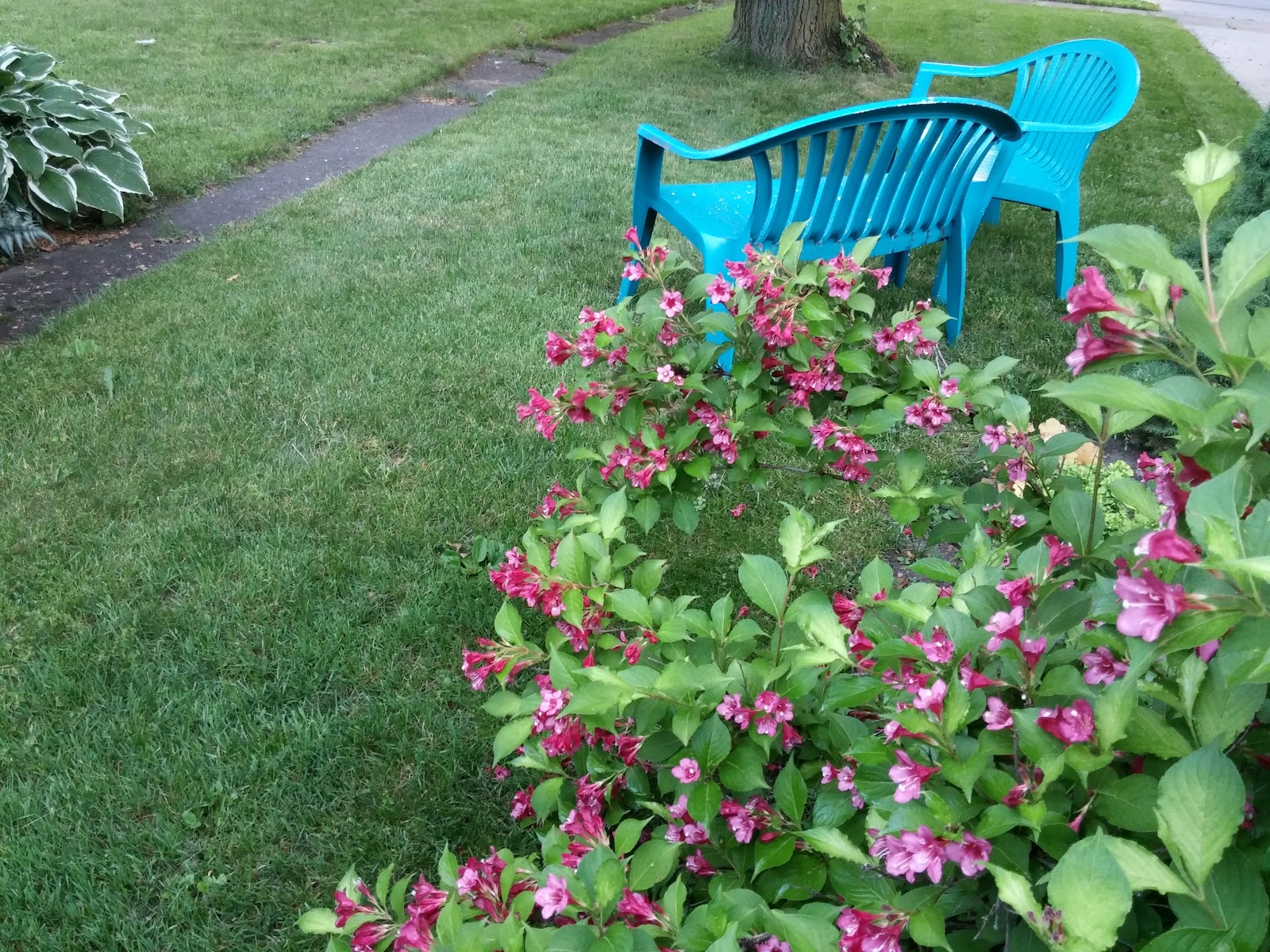 Plants In The Garden Weigela Ghost