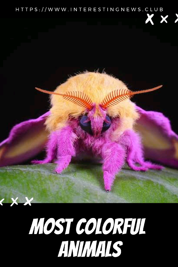 Most colorful animals in the world Most colorful animals in the world