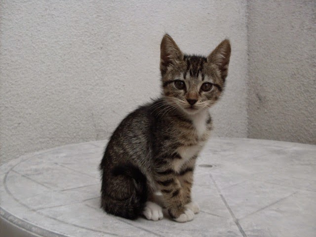 Dos Gatitos Atigrados Marrones, Gatitos, Bebés, Lindos, Fondo De