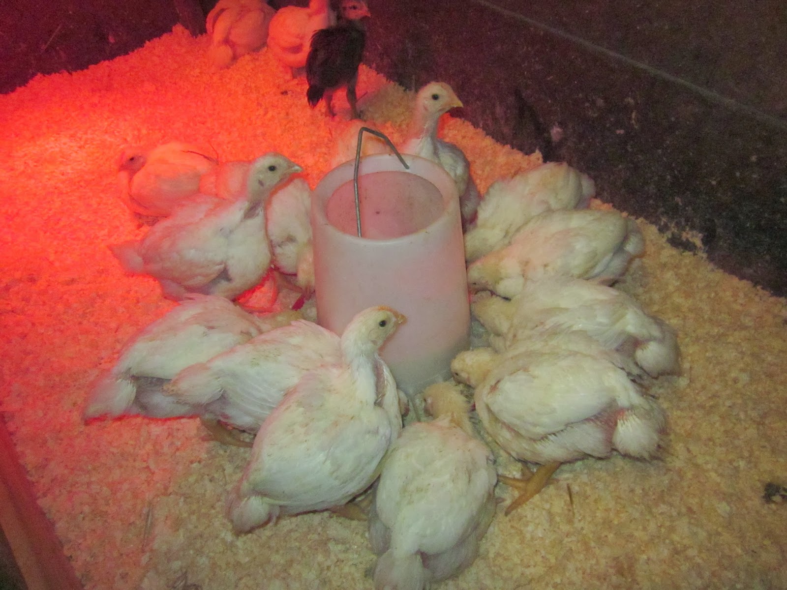 Modern Homesteading Maineah Style Update Meat Birds