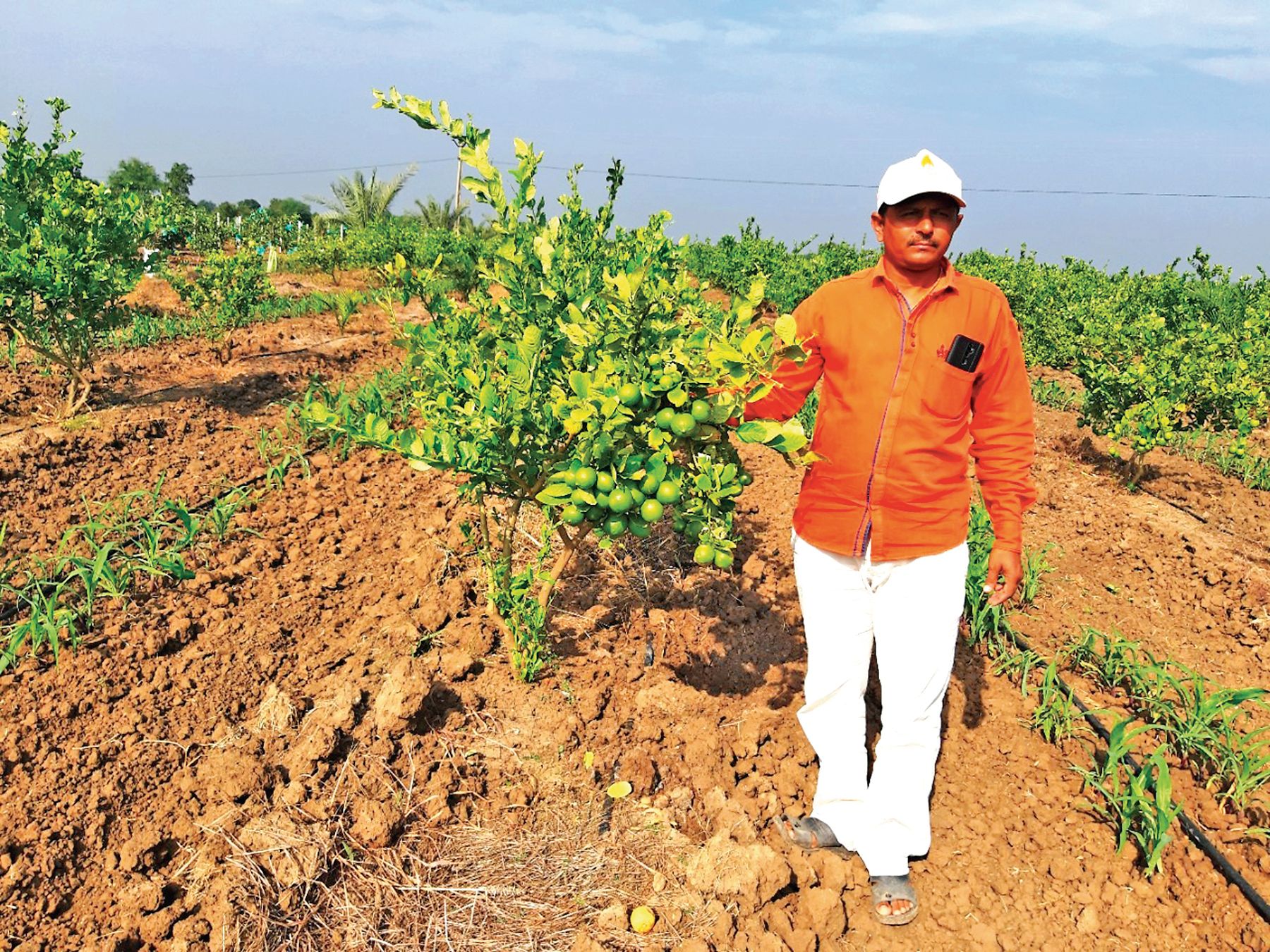 Successful farmer in guava cultivation જામફળની ખેતીમાં સફળ થયેલા ખેડૂત
