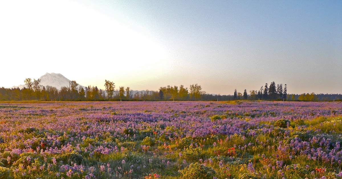 Irrigation System no.4 Tree Management