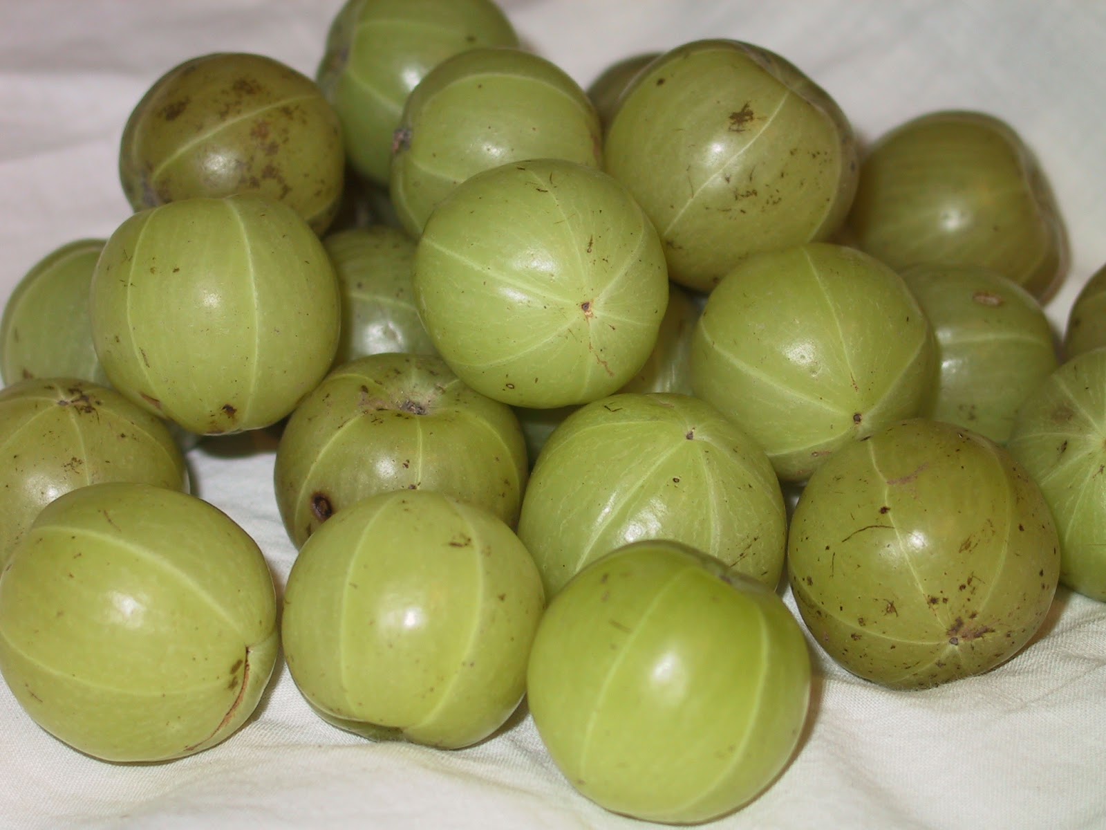 Fight chronic disease with Amla, Emblica officinalis, an