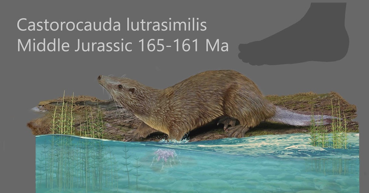 Castorocauda lutrasimilis