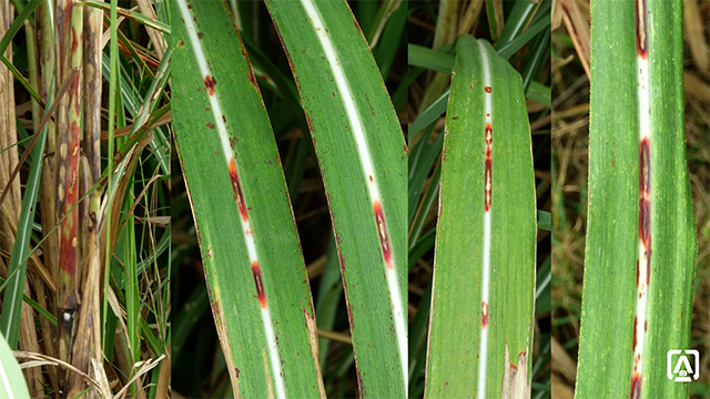 red rot of sugarcane