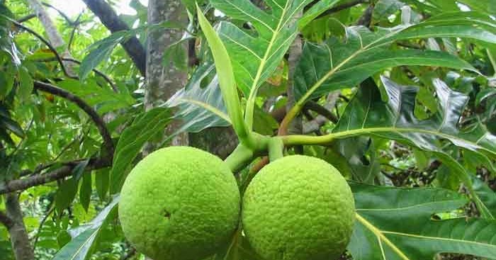 Khasiat Buah SukunSuatu Perjalanan