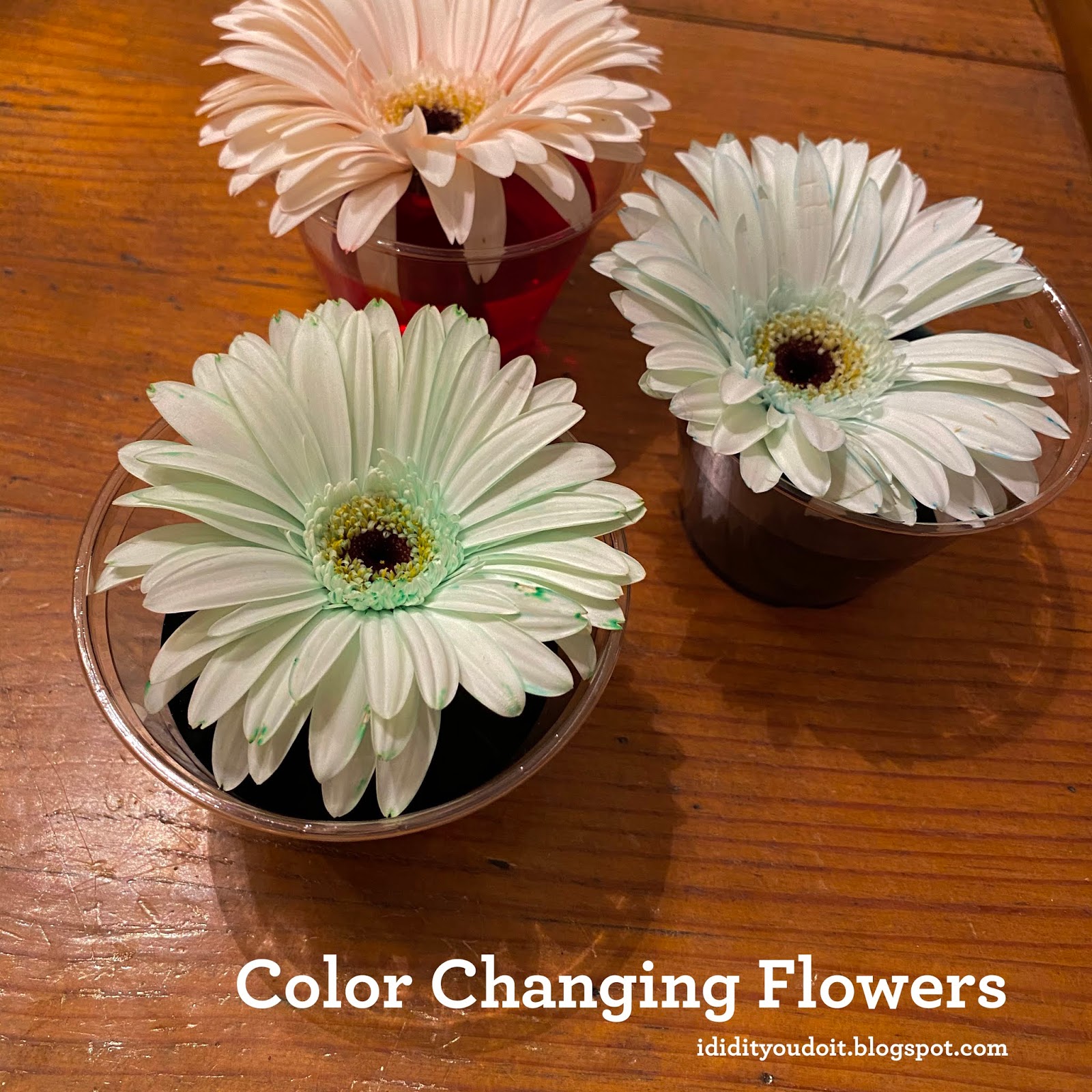 I Did It You Do It Color Changing Flowers