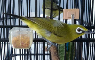 Tips perawatan burung pleci supaya gacor