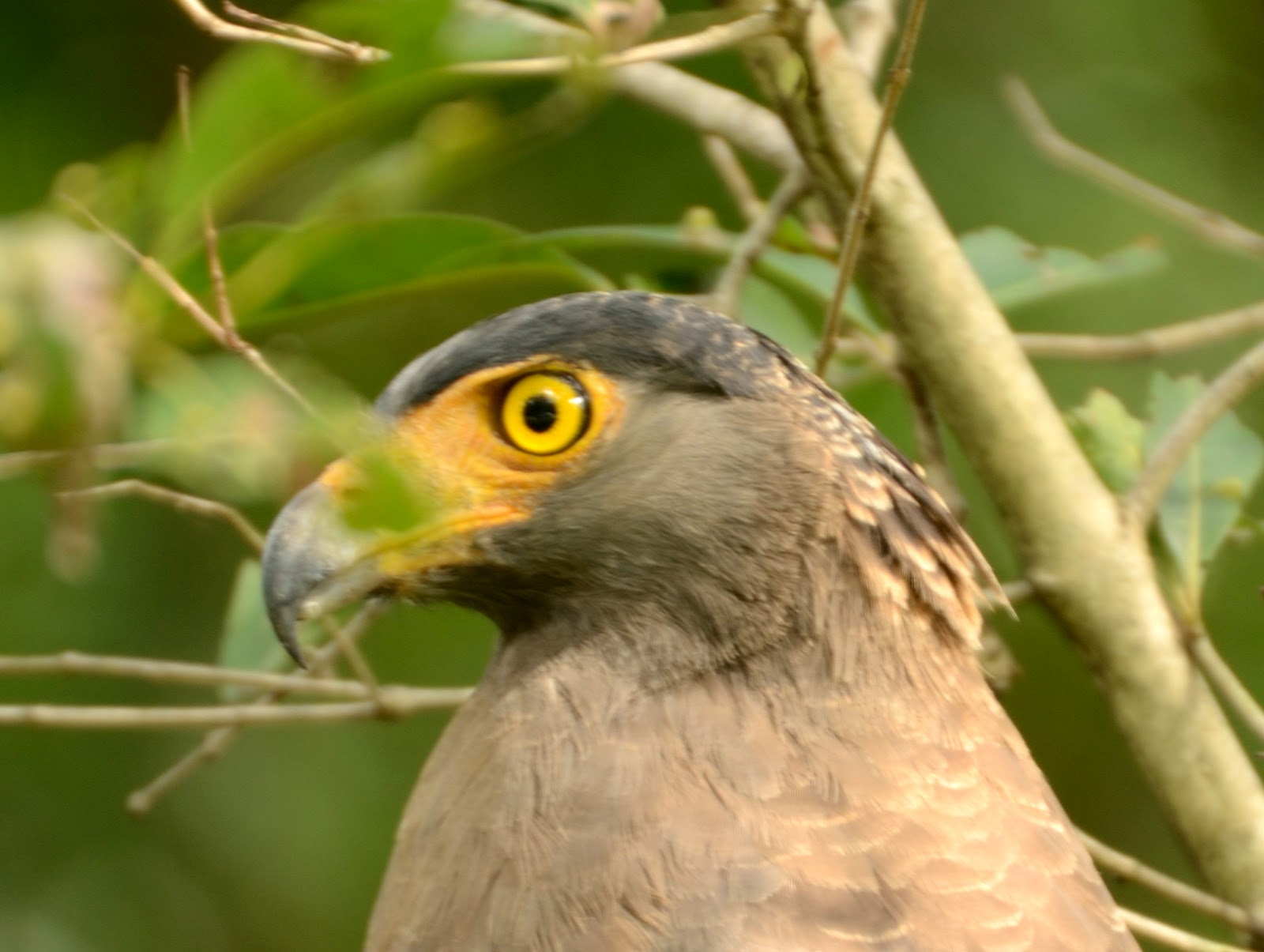 Birding Diaries - Crested Serpent Eagle, KMTR