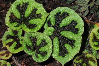 Jardineria, Catalogo de Plantas: Begonia masoniana