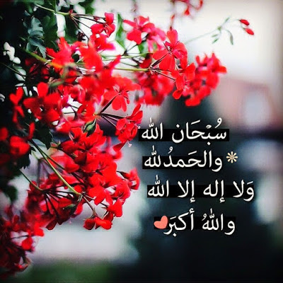 صور ورد, خلفيات ورد, صور ورود, اجمل ورد