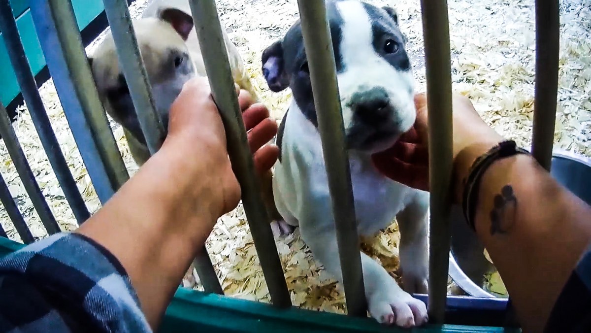 Sympathiek ik heb het gevonden Voorzichtigheid Voordierenblogger: Malafide puppy handelaar uit Diessen kan gewoon zijn  gang blijven gaan op Marktplaats ( moederhond blijft in Hongarije zieke  pups te koop in Nederland )
