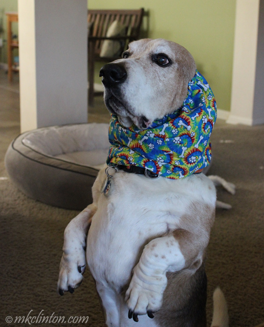 basset hound snood basset hound snood