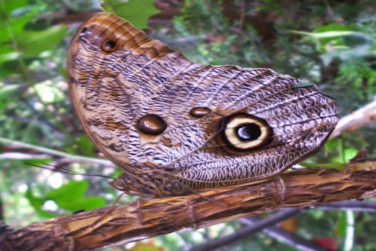 Butterfly Indicators of Ecosystem Change Nature Craze