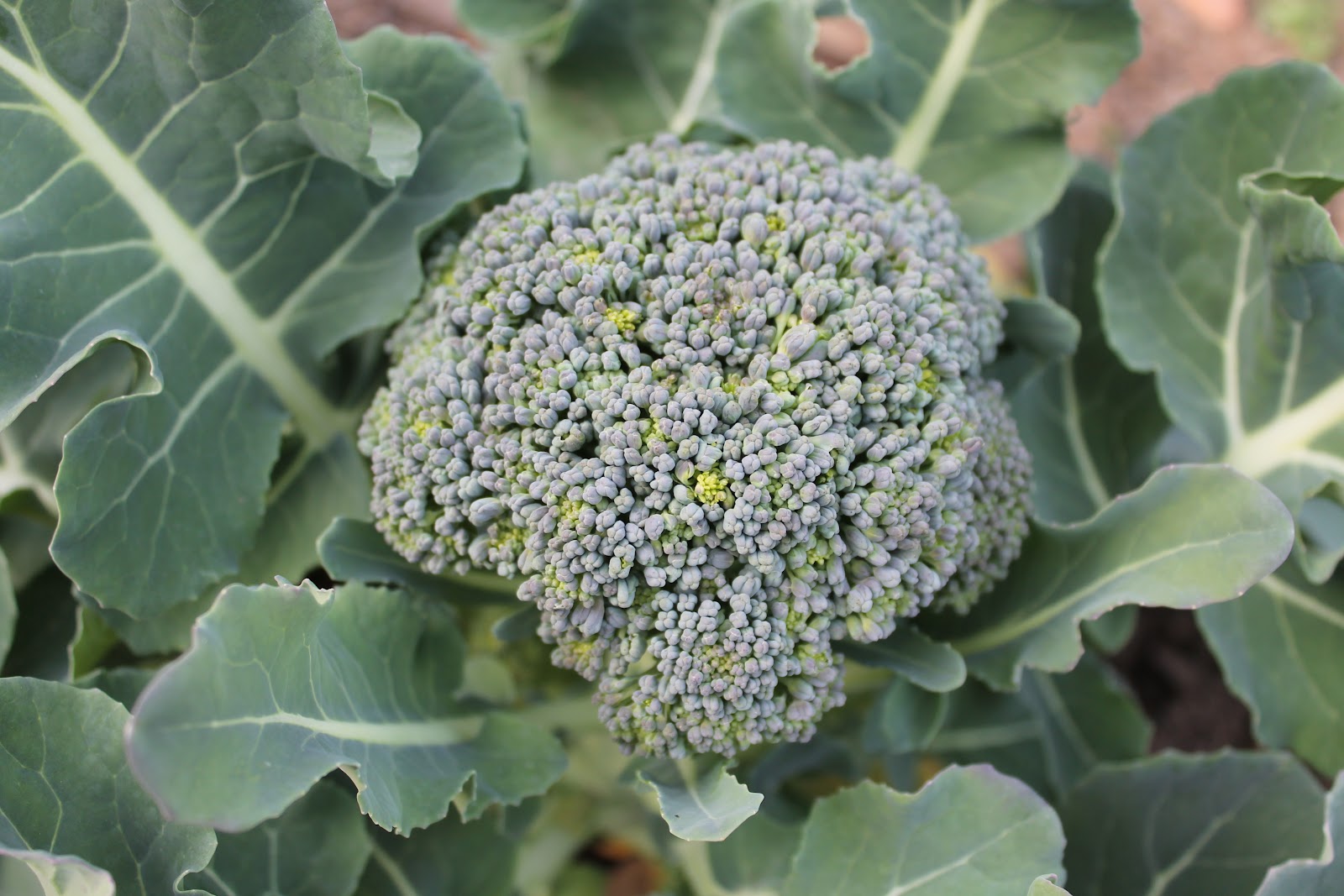 My Garden Diary Broccoli