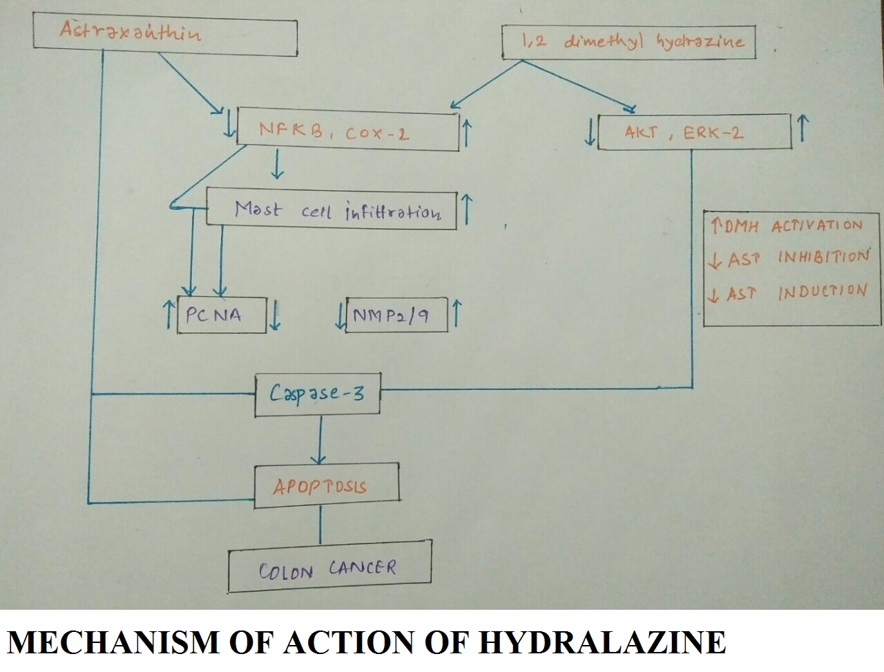 Pharmacology of Drugs HYDRALAZINE