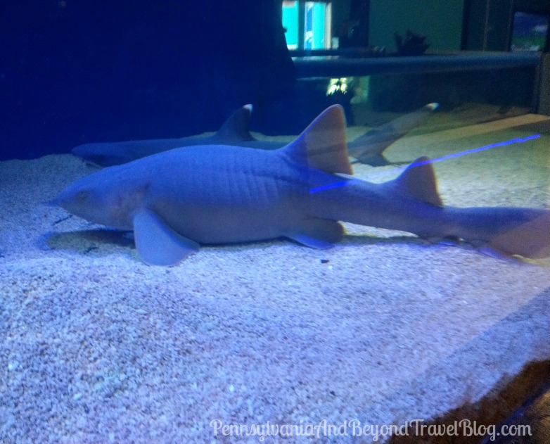 Pennsylvania & Beyond Travel Blog Visiting the Seaport Aquarium in Wildwood