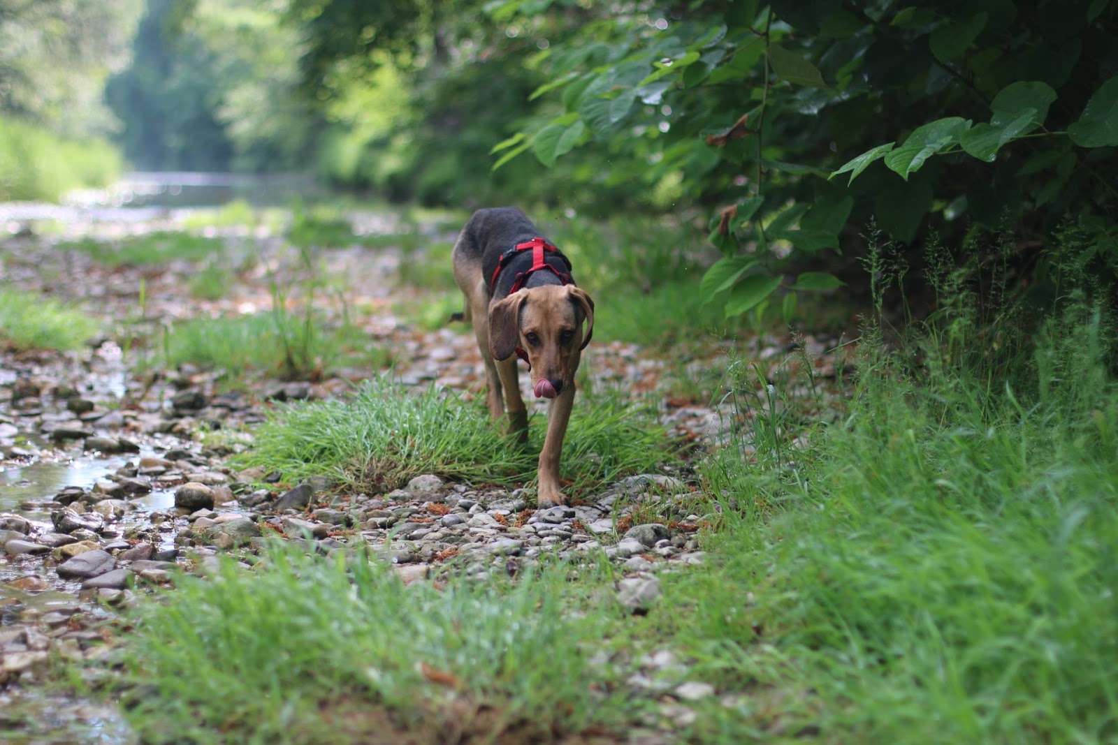 Wie der Hund zur Katze kam&hellip; Unsere tägliche Adventuretrophy oder