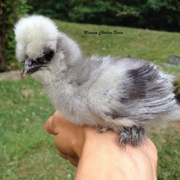 Silkie chickens, why you should raise this adorable breed! Murano