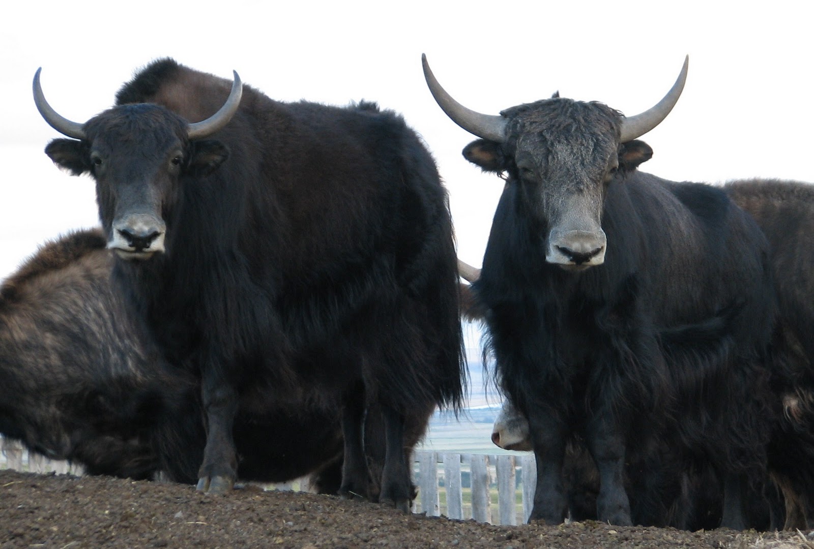 Springridge Ranch GrassFed YakCross Beef The New Yaks On The Block