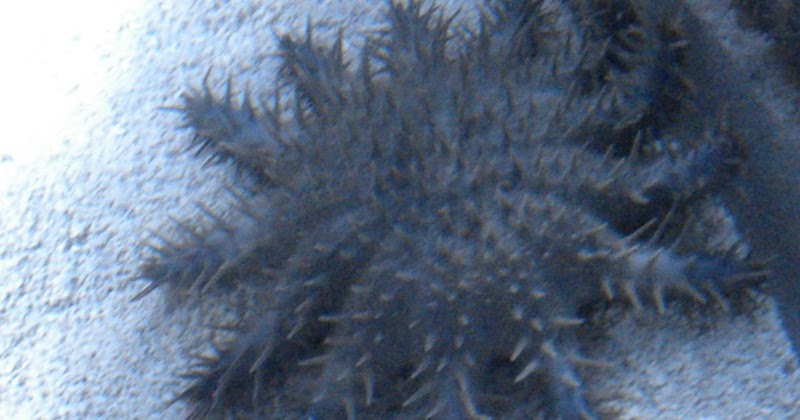 The Zoo Review: Species Fact Profile: Crown-of-Thorns Starfish