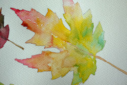 watercolor leaves leaf painting fall paintings watercolour explorations wet watercolors nature autumn vickiehendersonsketchbook lovely maple tree sketchbook sketches techniques let