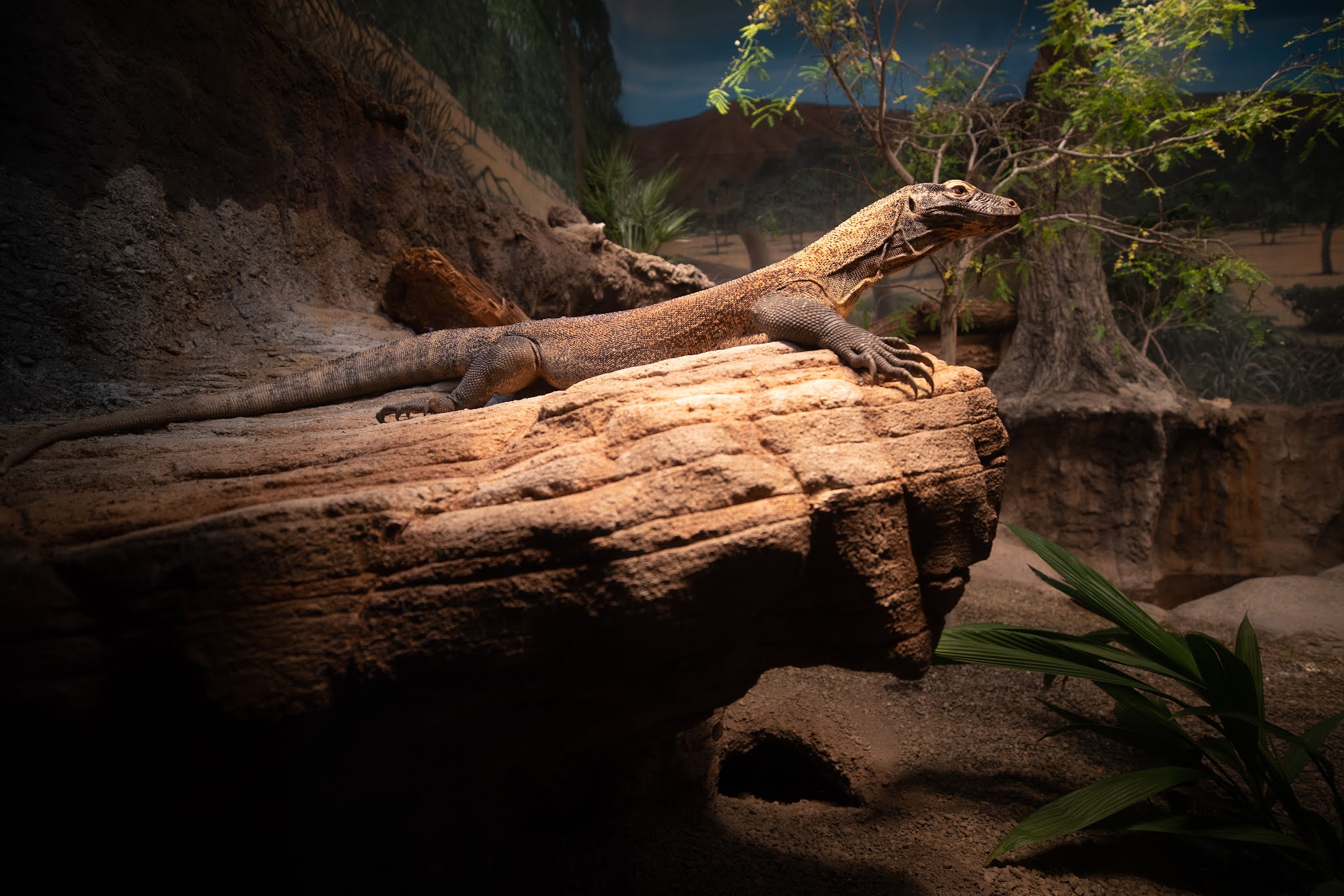 Komodo dragon exhibit is better than ever for the giant lizards and for you!