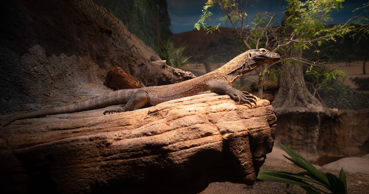 Woodland Park Zoo Blog