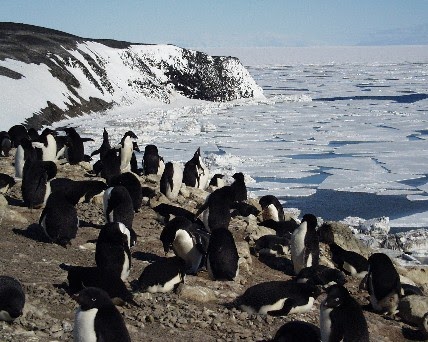 Life of Penguins: Penguin's Habitat