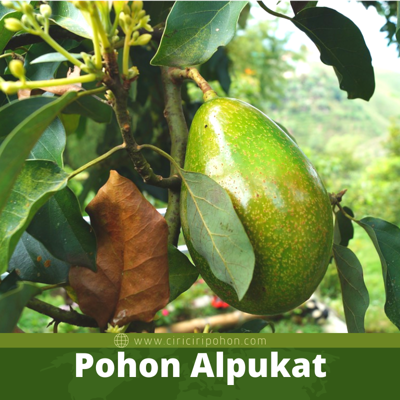 Pohon Alpukat