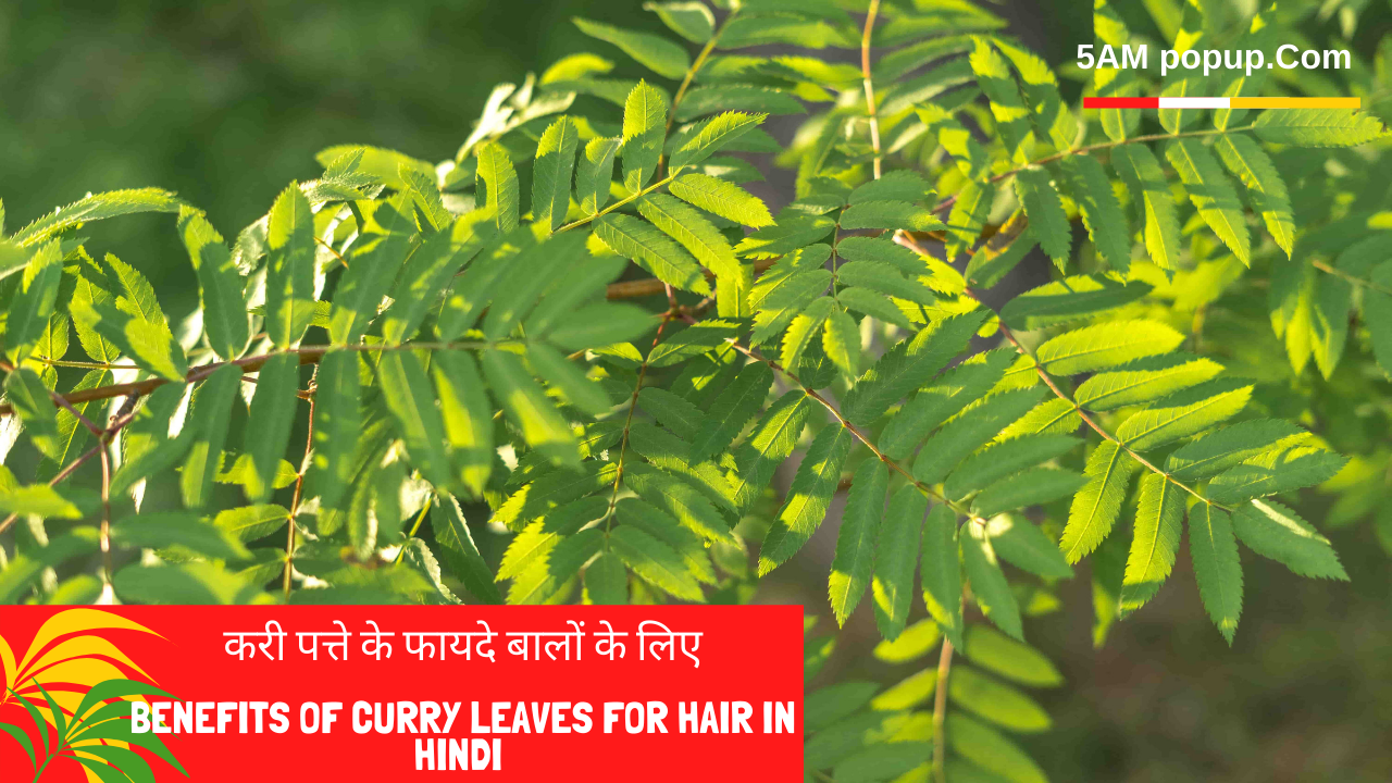 Benefits Of Curry Leaves For Hair In Hindi | बालों के लिए करी पत्ते के फायदे