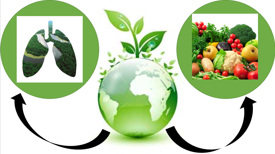 . UNIT 4 Living organisms. Plants.