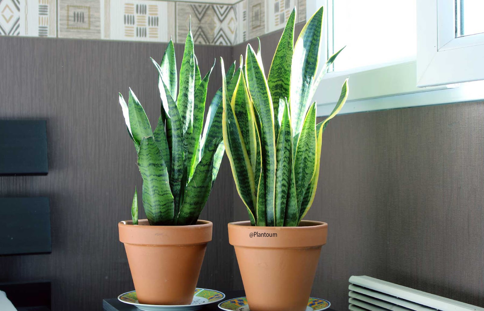 Fiche d'entretien des Sansevieria Trifasciata Zeylanica et Laurentii