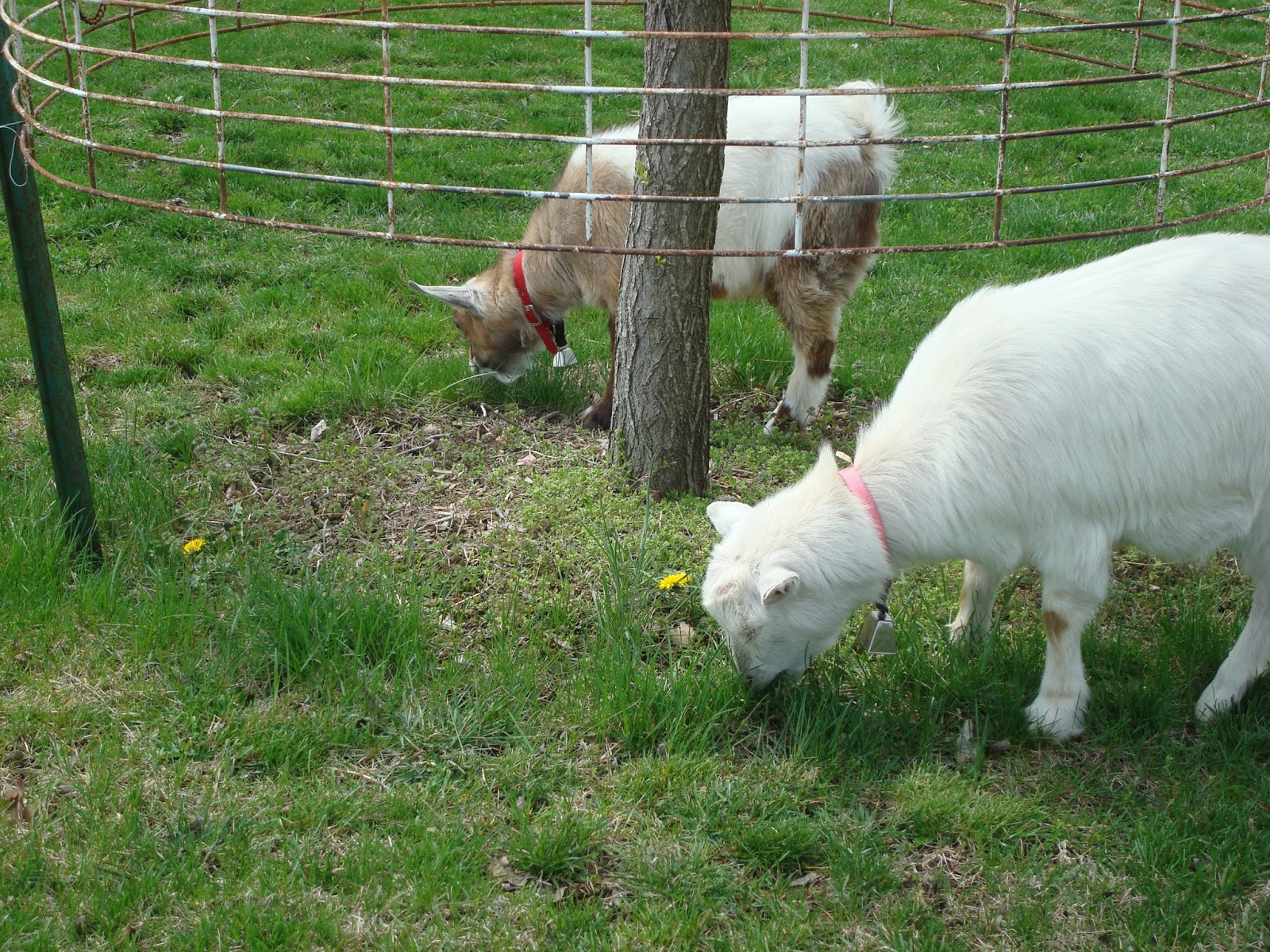 Animal Lover Goats mowing the lawn!