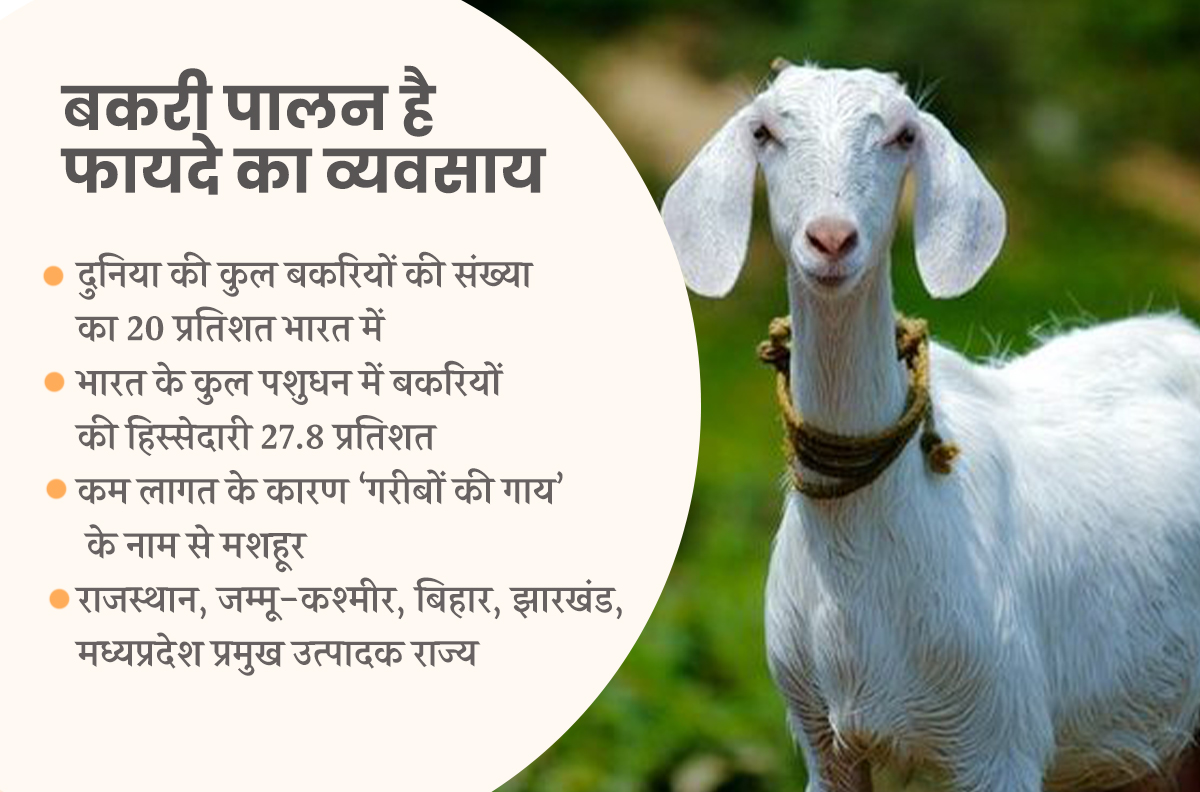 बकरी पालन के लाभ बकरी पालन के लाभ