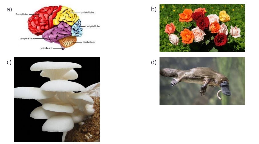 Contoh Soal IPA Materi Sistem Organisasi Kehidupan Makhluk Hidup Kelas