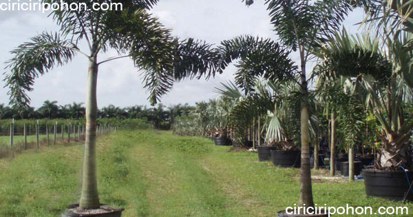 Daya Tarik Pohon Palem Ekor Tupai Ciriciripohon Com