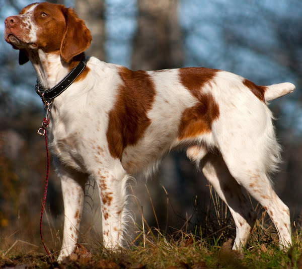 brittany dog, brittany dogs, about brittany dog, brittany dog appearance, brittany dog behavior, brittany dog color, caring brittany dogs, brittany dog characteristics, brittany dog color varieties, brittany dog facts, feeding brittany dogs, brittany dog history, brittany dog origin, brittany dog temperament, brittany dog uses, brittany dog as pets, brittany dog lifespan