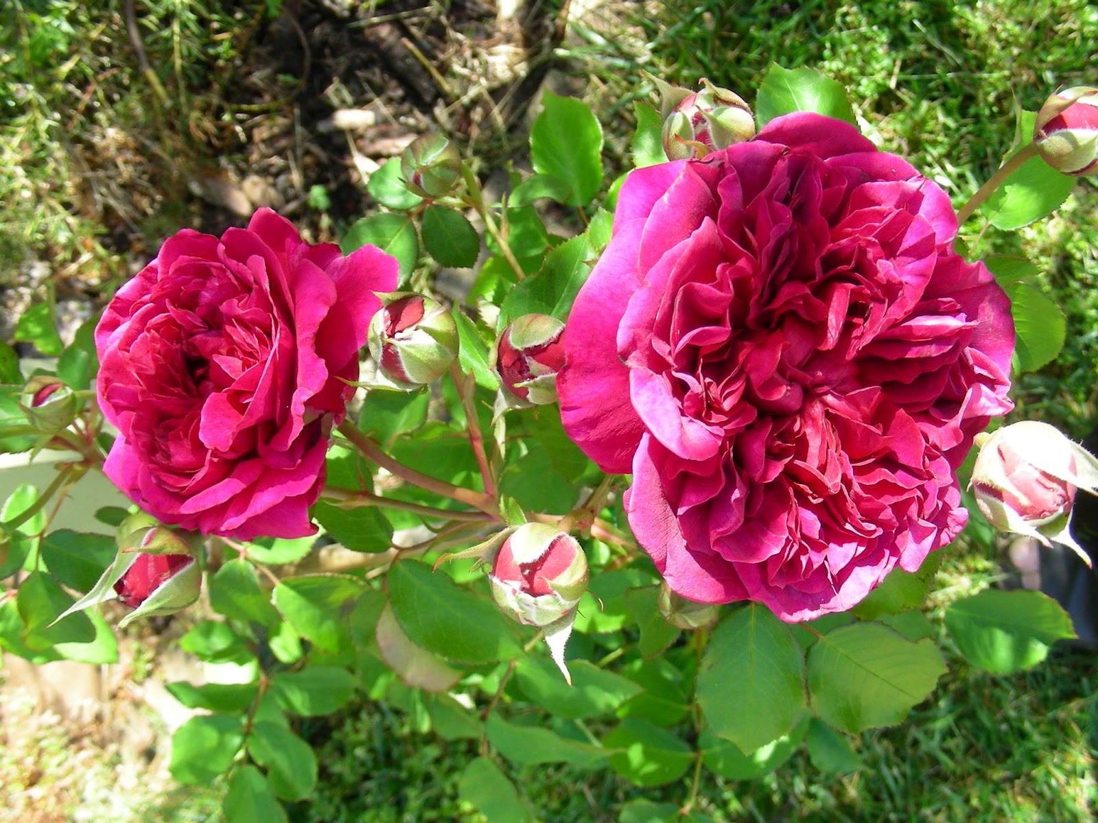 Rose Garden: David Austin Roses