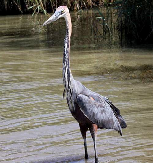 Goliath heron Birds of India Bird World