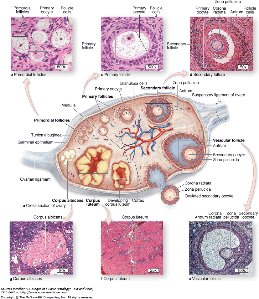 Structure of mammalian ovary /diagram of ovary /mature graafian follicle
