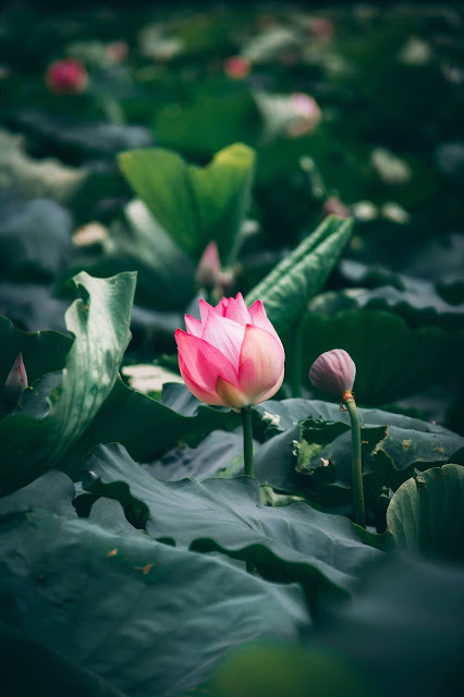 A lotus in a pond representing the people who misunderstand true wisdom.