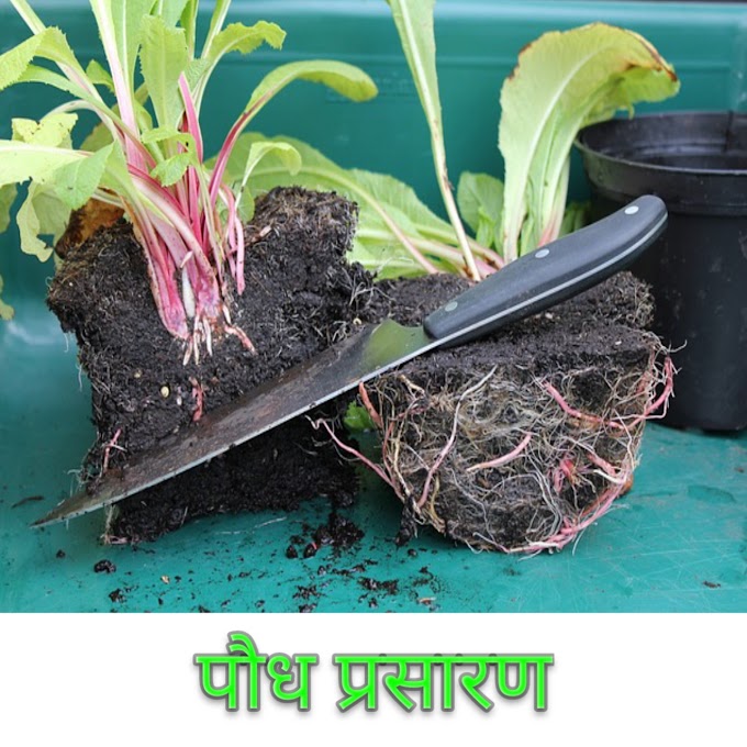 पौध प्रसारण किसे कहते है (Plant Propagation in hindi)