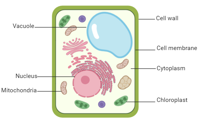 cell wall animal cell