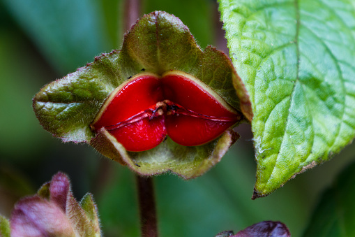 close up of a red flower that looks like lips