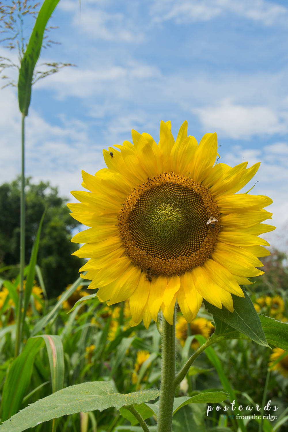 Dreamy Sunflower Field at Knoxville's Forks of the River Wildlife