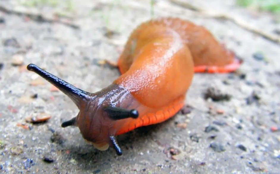 Slug vs Snail, Are slugs dangerous to touch? Gastropods