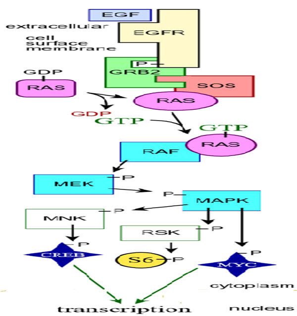 Schematic diagram of MAP kinase cascades 